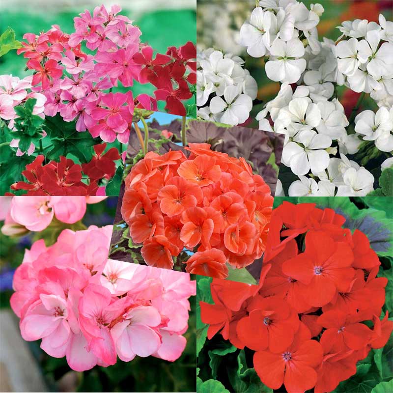 5 sorters pelargoner