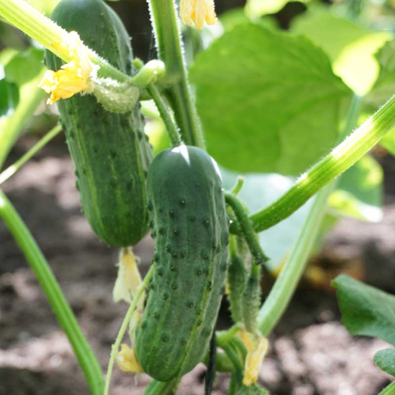 Frilandsgurka 'Puccini' h