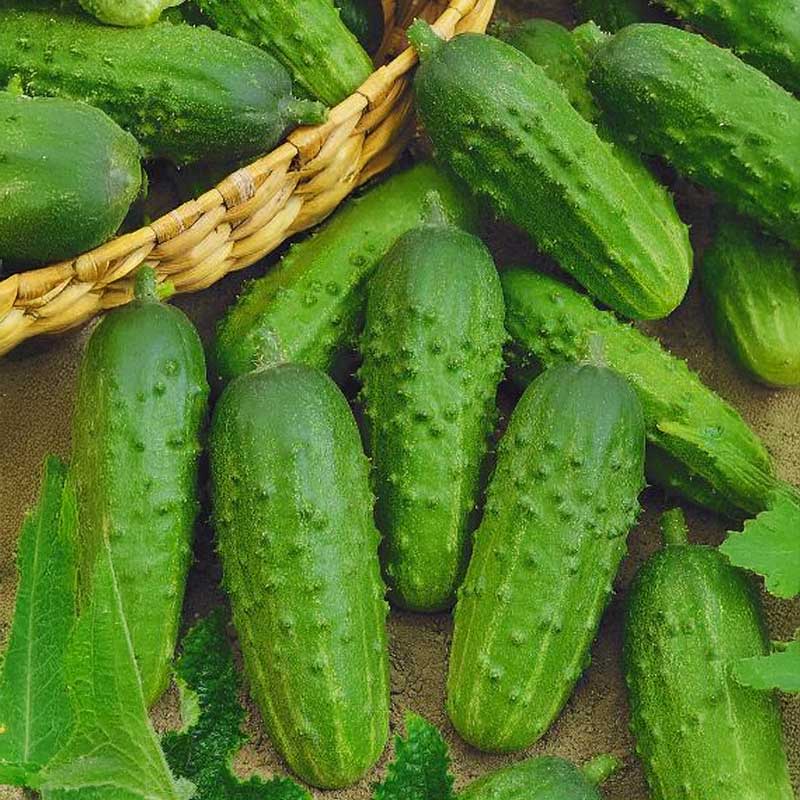 Frilandsgurka 'Julian' h