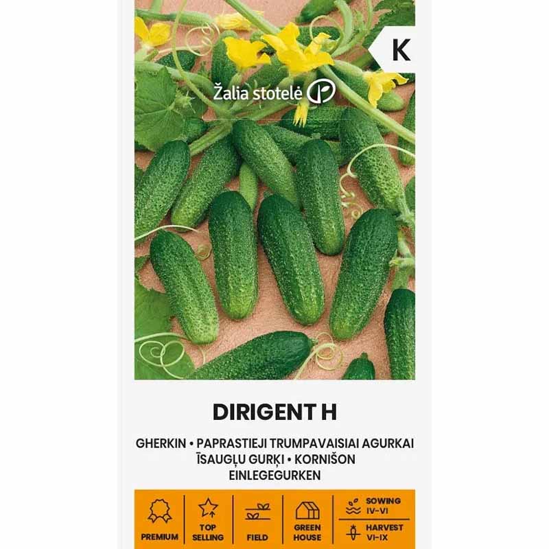 Frilandsgurka 'Dirigent' h