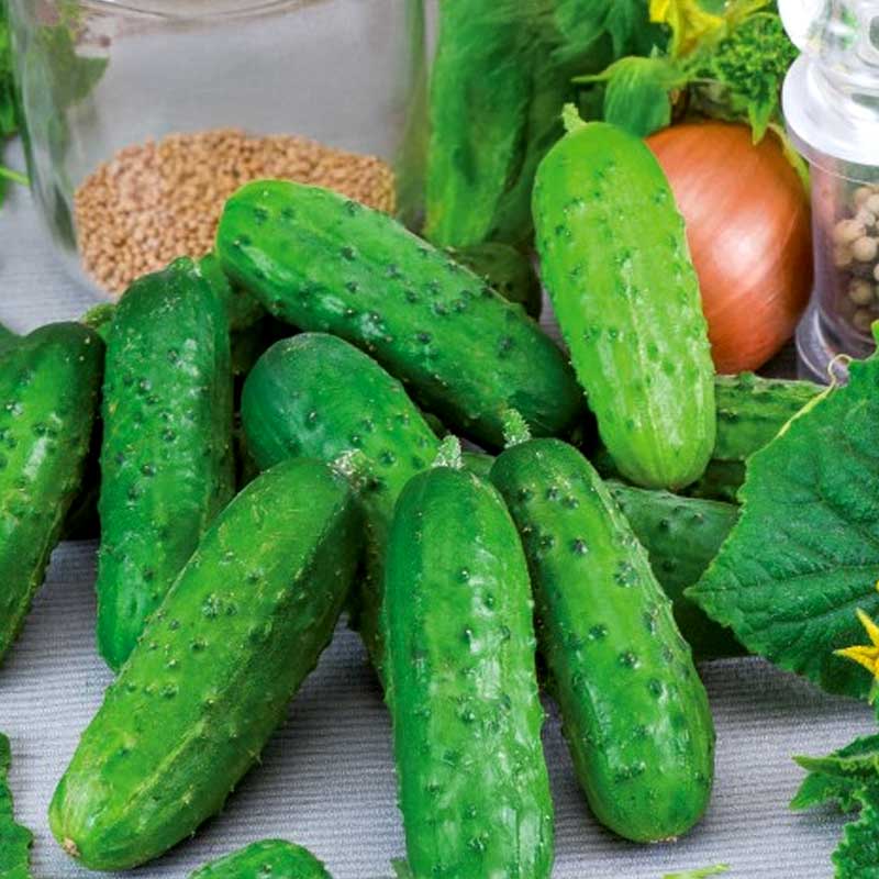 Gurka 'Fin de meaux'