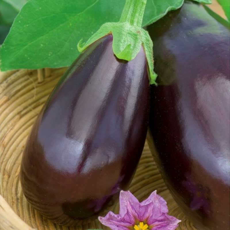 Aubergine 'Black beuty'