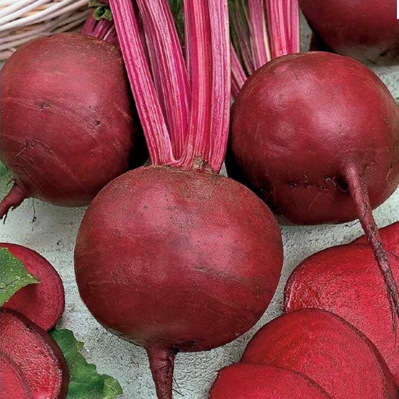 Rödbeta 'Detroit 2'