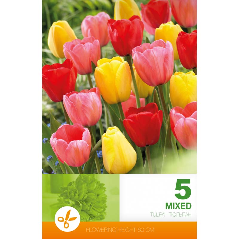 Tulpanmix Darwin-hybrider