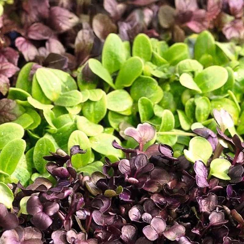 Microgreens mix