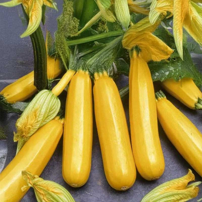 Squash 'Goldena'