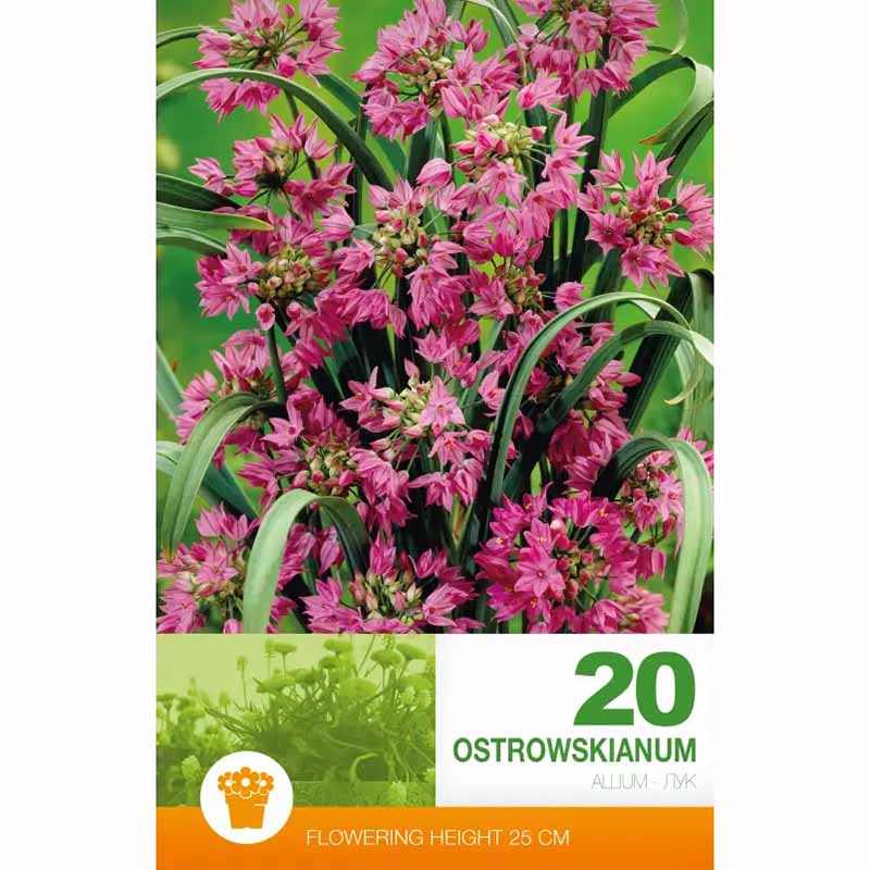 Allium 'Ostrowskianum' (Berglök)