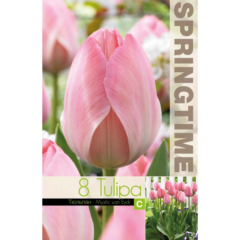 Tulpan ’Mystic Van Eijk’
