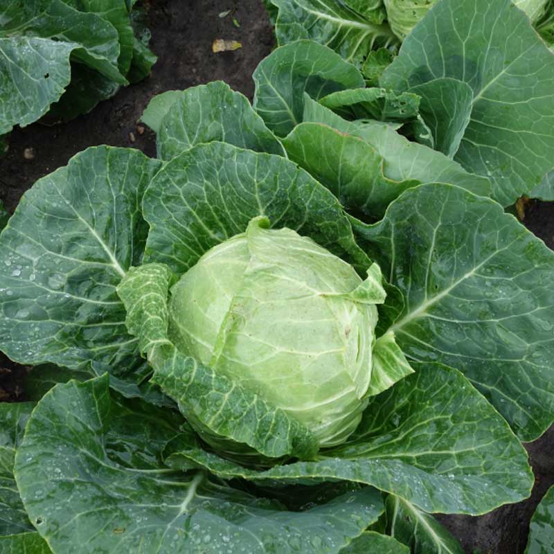 Vitkål 'Slava' H