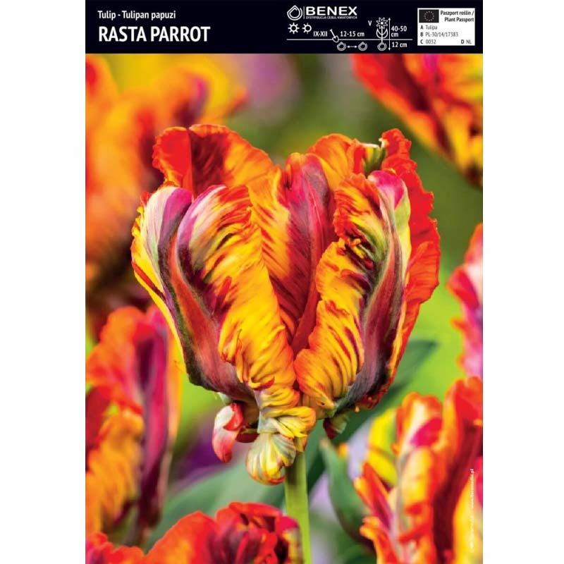 Tulpan ’Rasta Parrot’