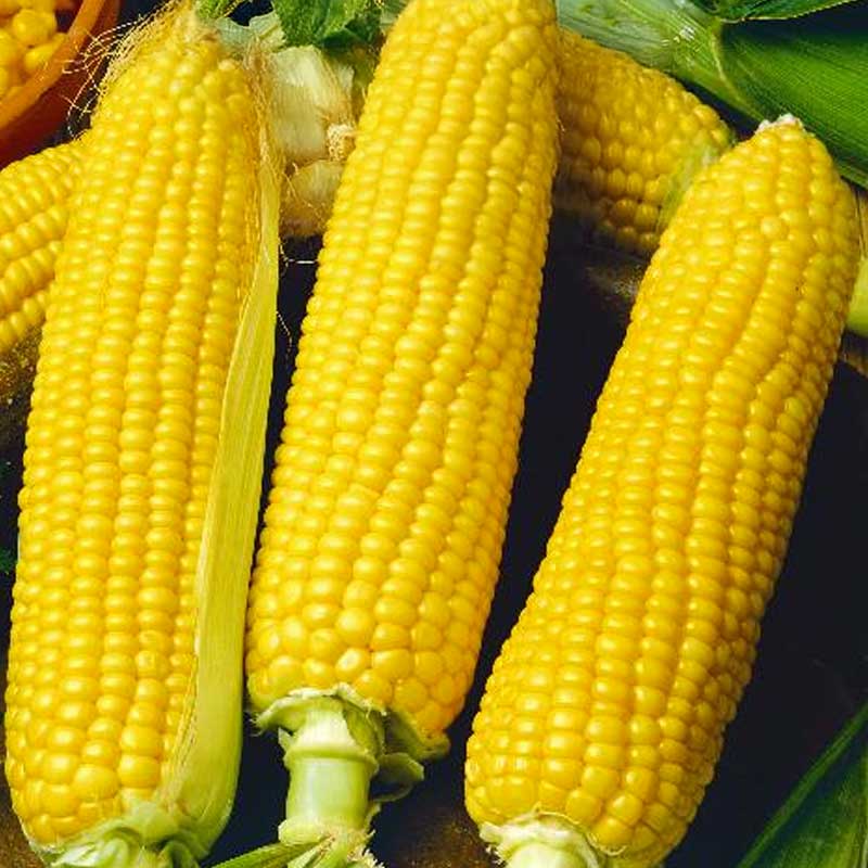 Sockermajs 'Golden bantam'