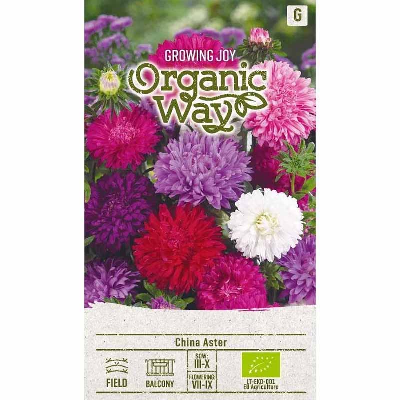 Sommaraster 'Standy'