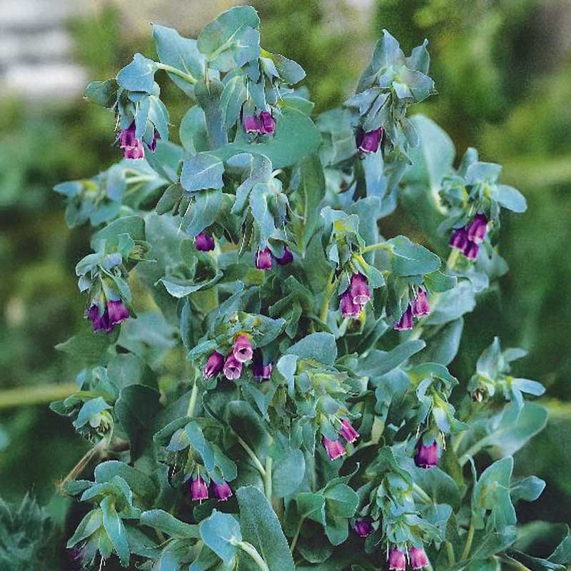 Stor vaxblomma 'Purpurascens'