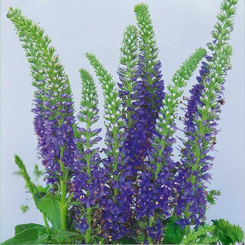 Praktveronica 'Blue shades'