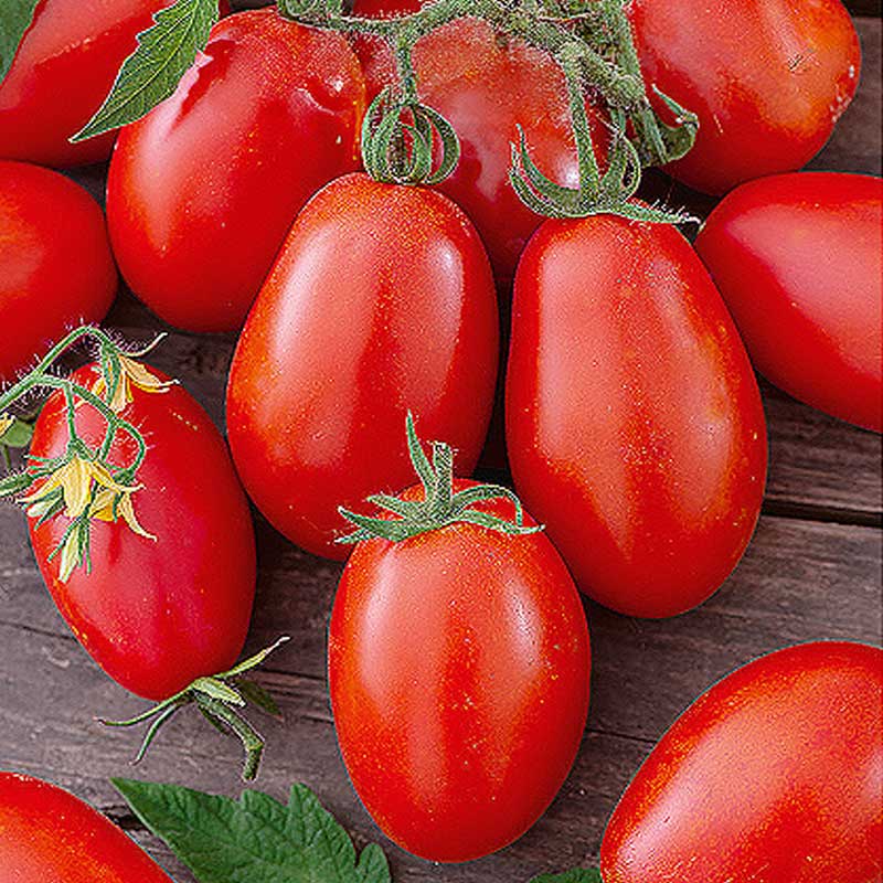 Körsbärstomat 'Nestor' H