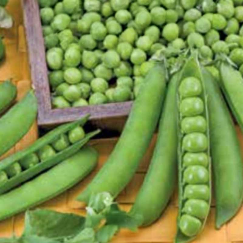 Märgärt 'Bullseye'