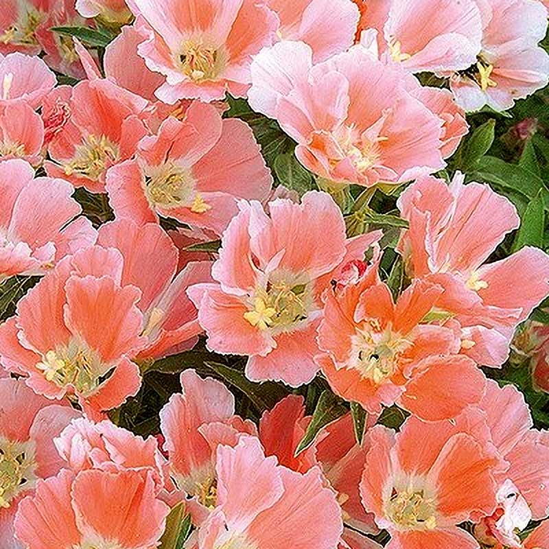 Atlasblomma 'Salmon Princess'