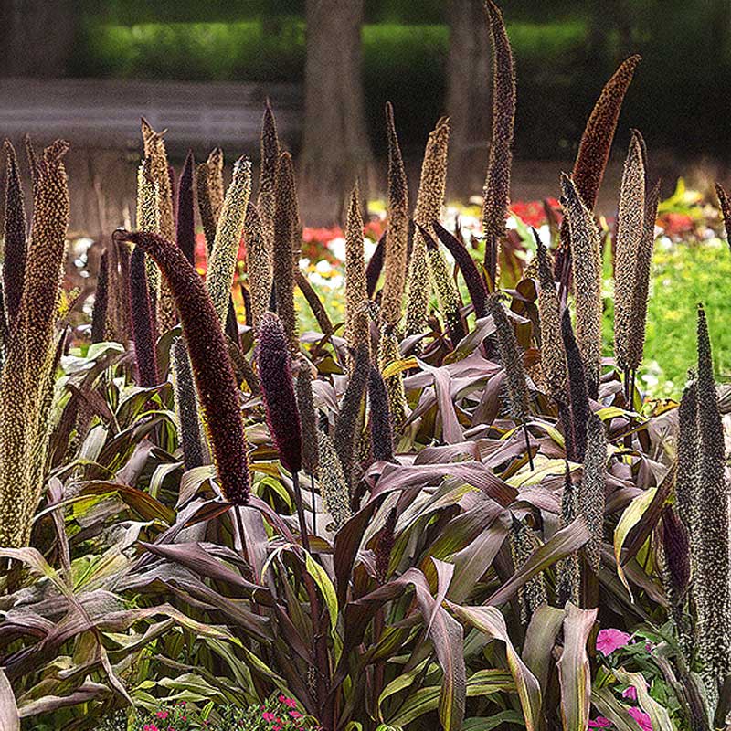 Pärlhirs 'Copper Prince' h