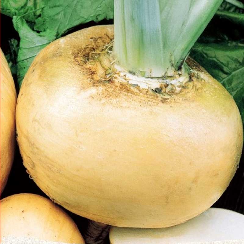 Rova 'Jaune Boule D'or'