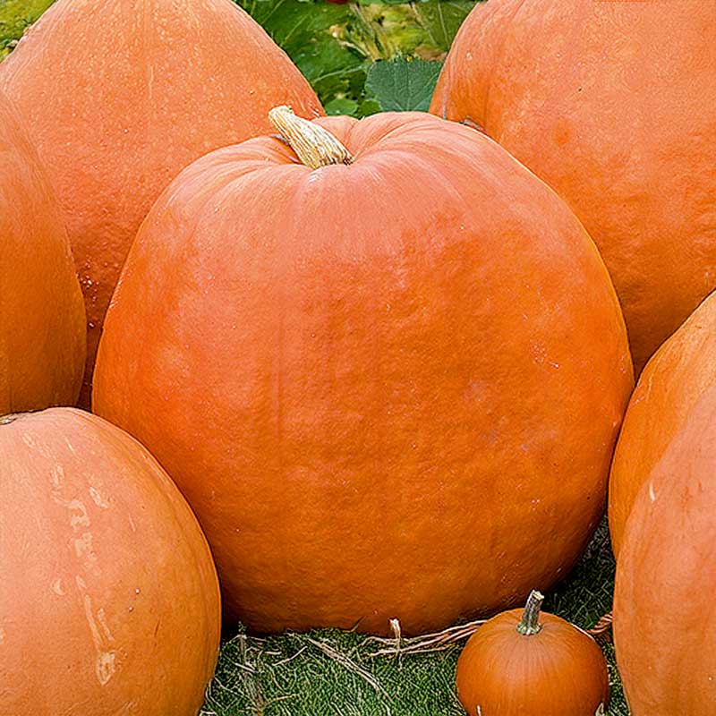 Jättepumpa 'Golias'