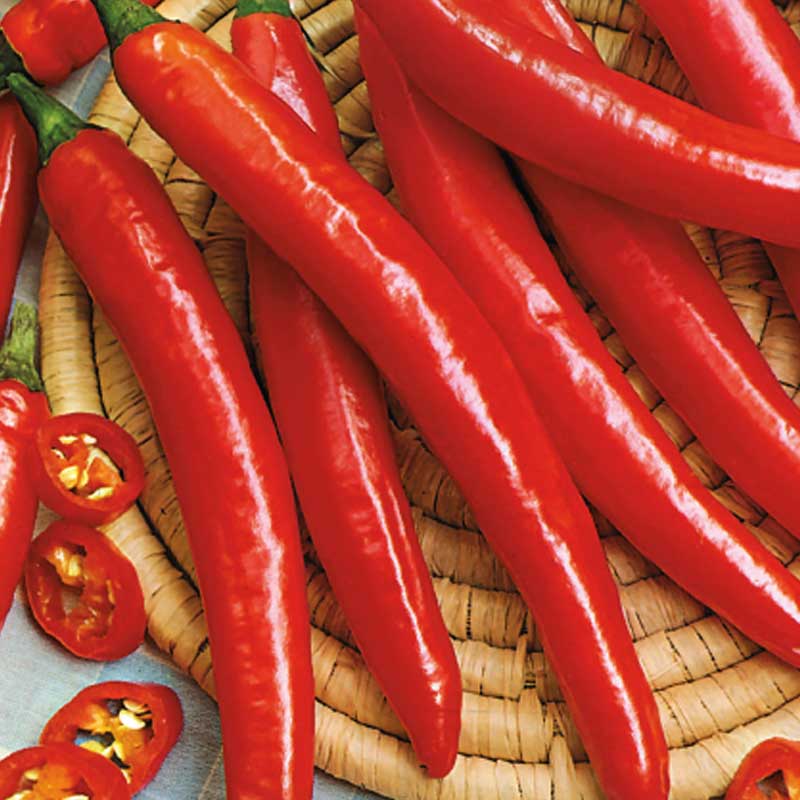 Chilipeppar 'Ardito' h