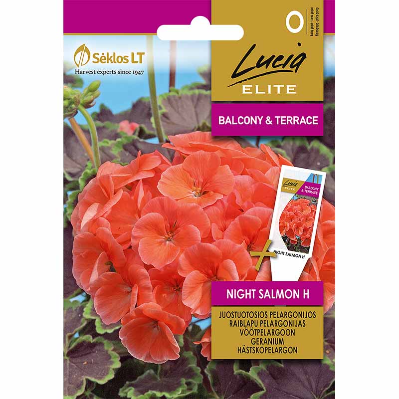Pelargon 'Night Salmon' H