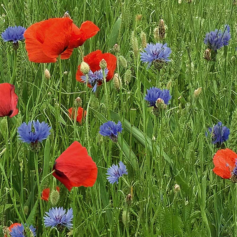 Blomsterblandning 'Red & blue'