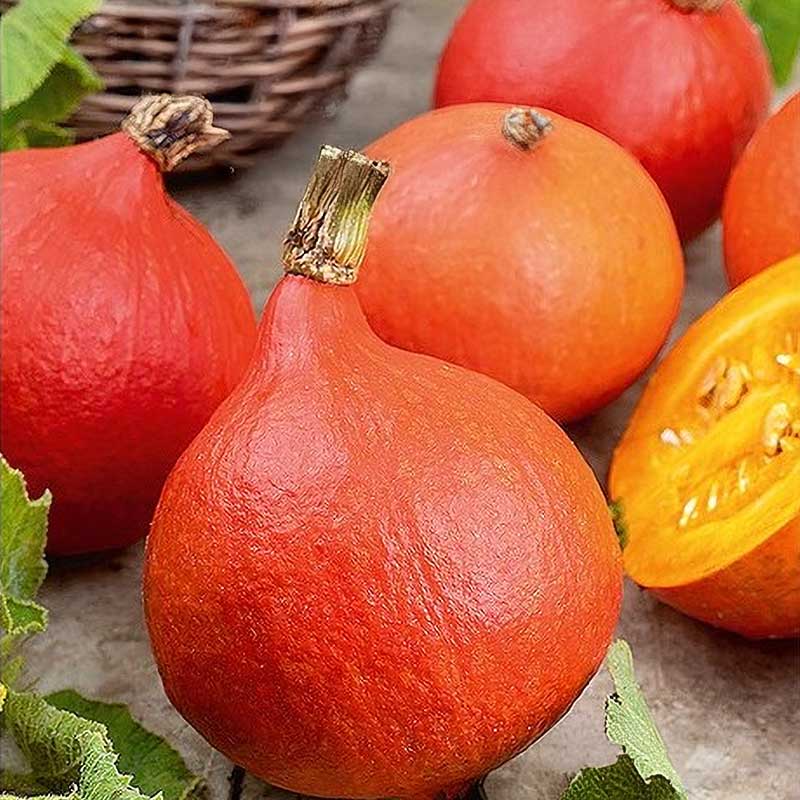 Pumpa 'Uchhiki kuri'