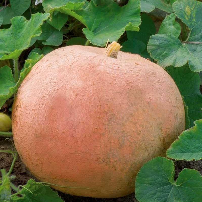 Pumpa 'Jaune gros de paris'