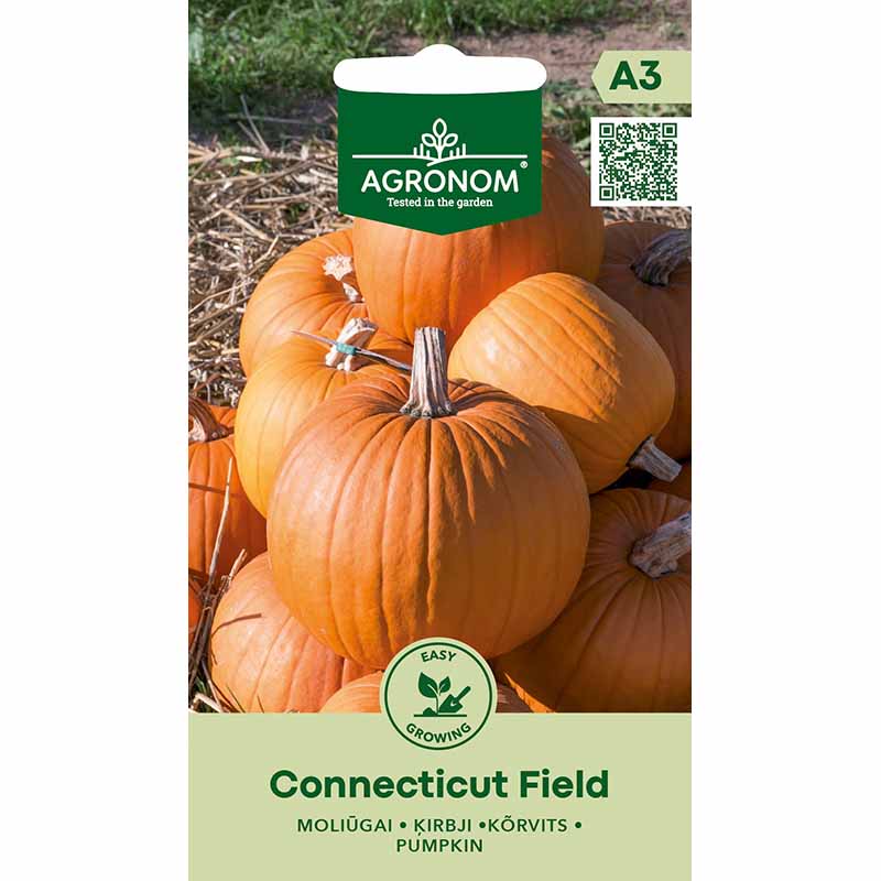 Pumpa 'Conecticut field'