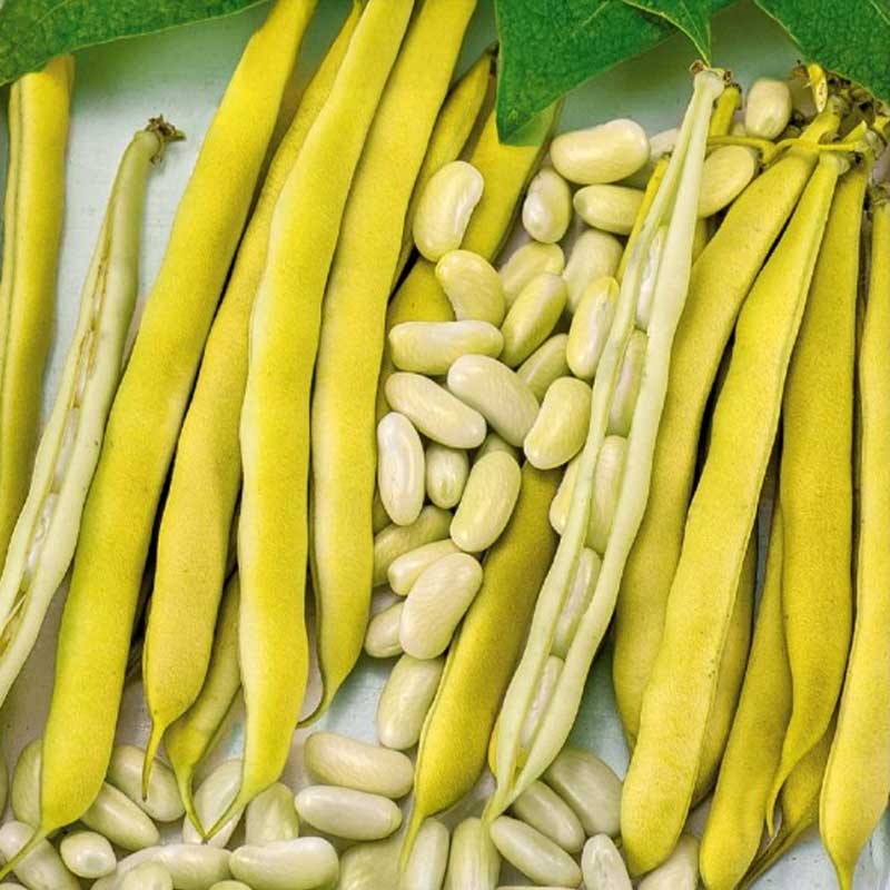 Kokböna 'Michelet à longue cosse'