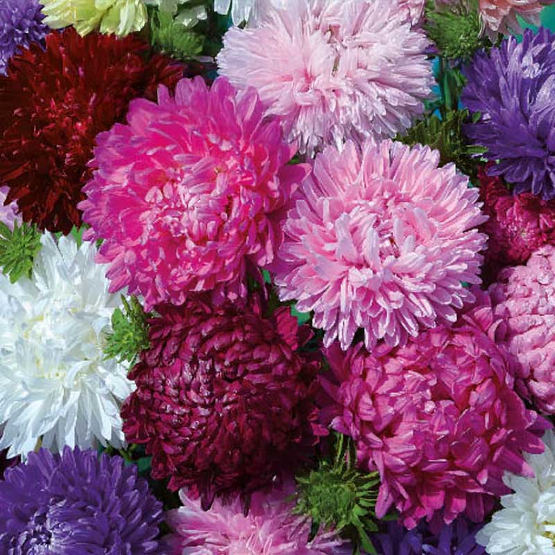 Aster 'Bolero mix'