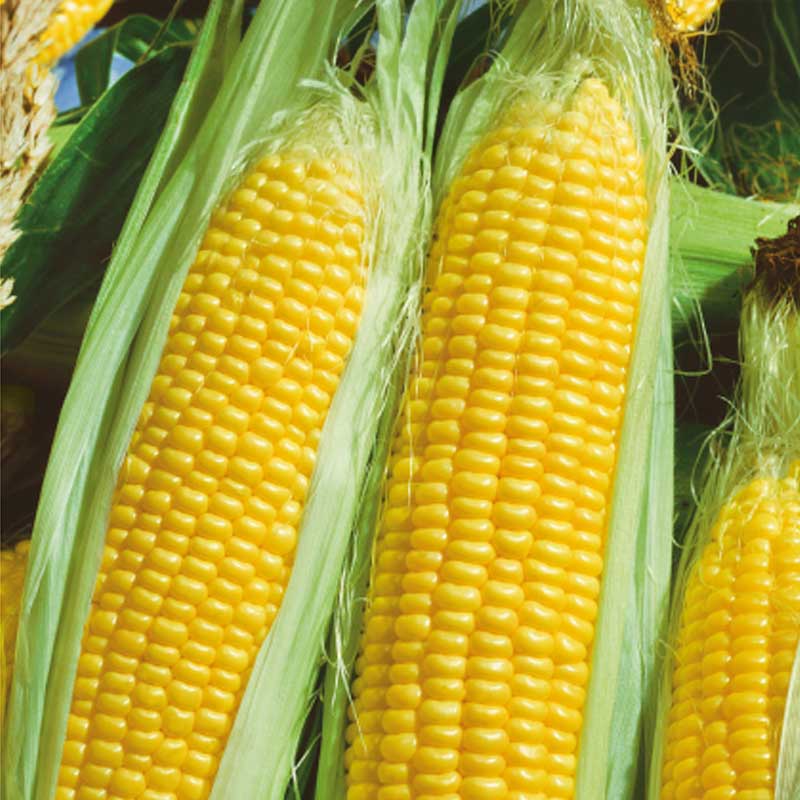 Sockermajs 'Golden bantam'