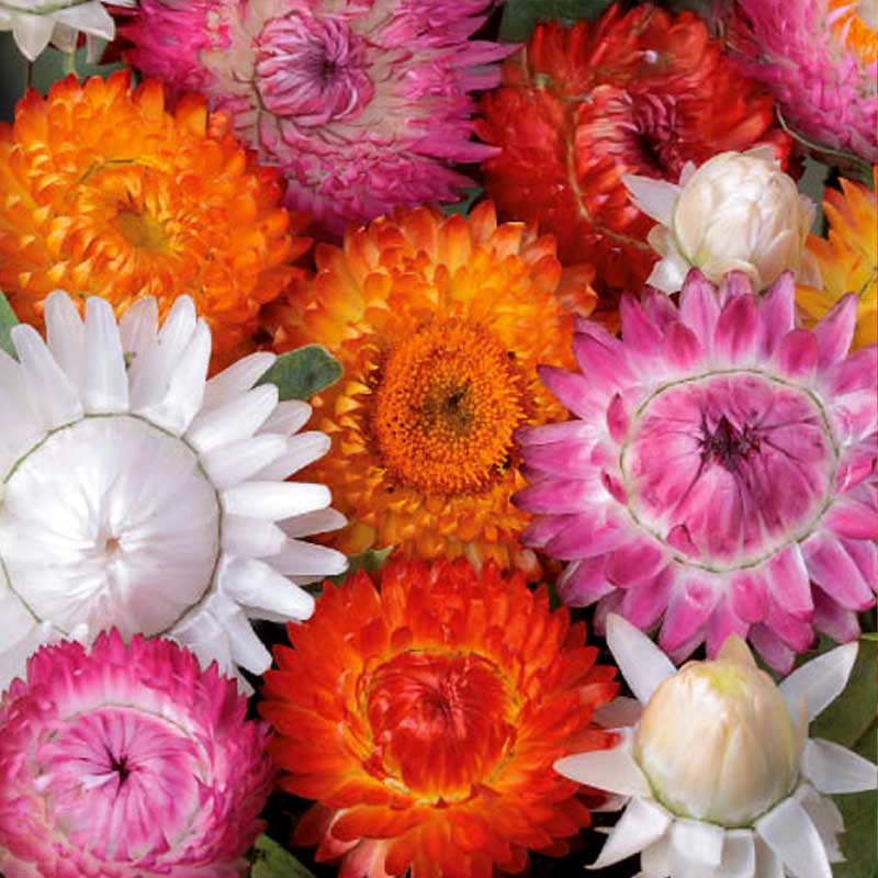 Jätteeternel 'Tom Thumb'