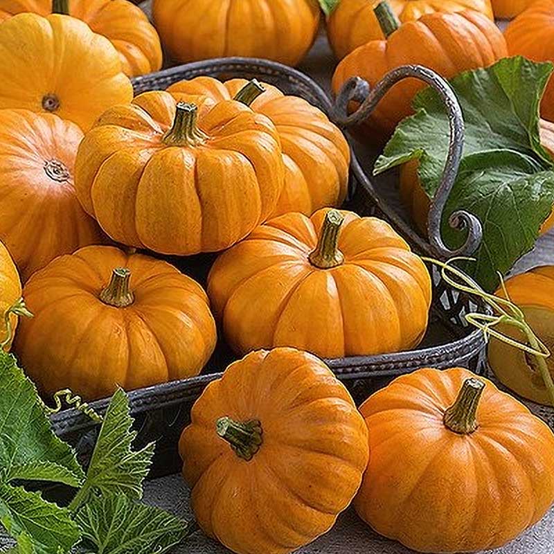 Pumpa 'Jack be little'