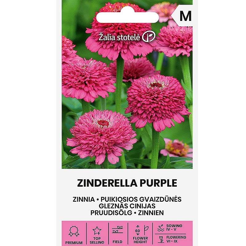 Zinnia 'Zinderella purple'