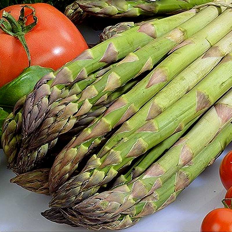 Sparris 'Mary Washington'