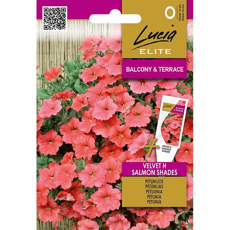 Petunia 'Velvet H Salmon shades'