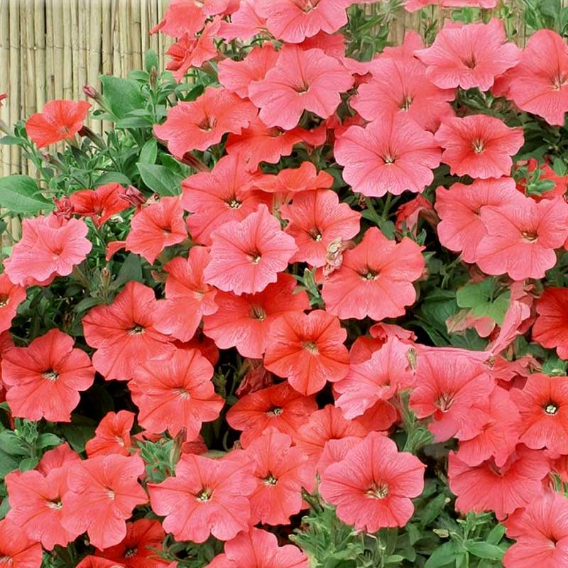 Petunia 'Velvet H Salmon shades'