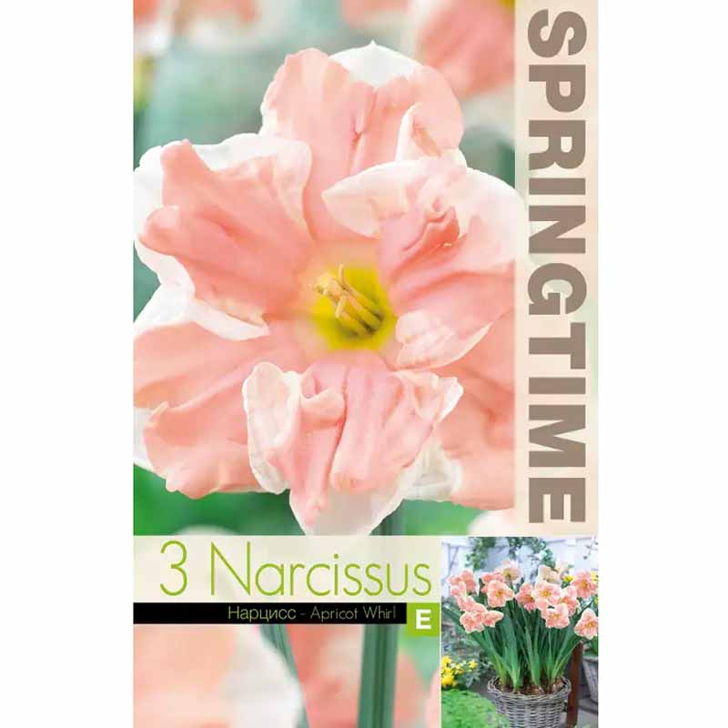 Stjärnnarciss 'Apricot whirl'