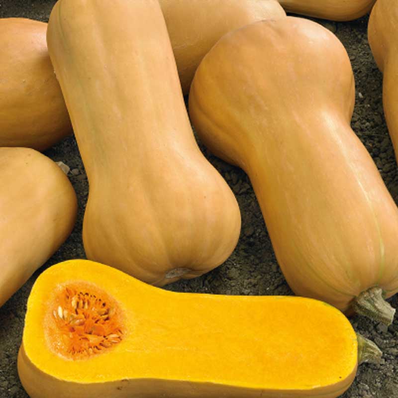 Myskpumpa 'Waltham butternut'