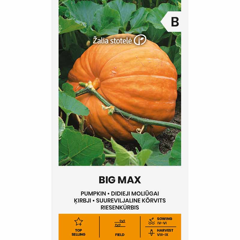 Pumpa 'Big Max'
