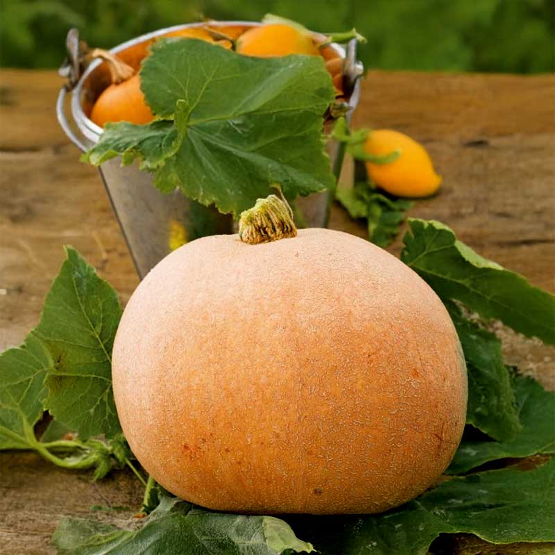 Pumpa 'Melonova Zolta'