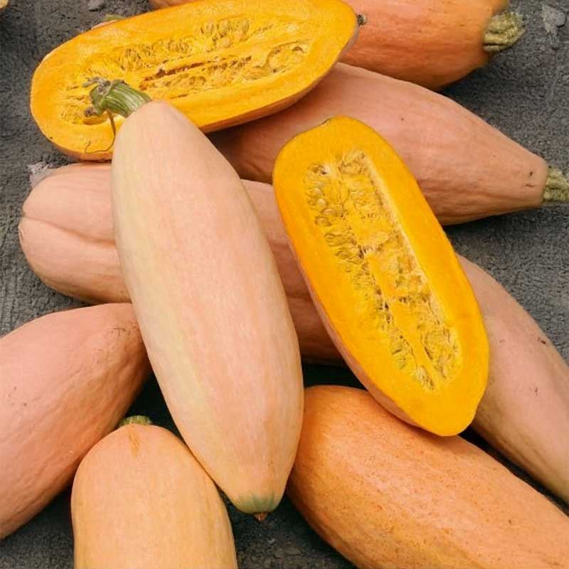 Jättepumpa 'Pink banana jumbo'