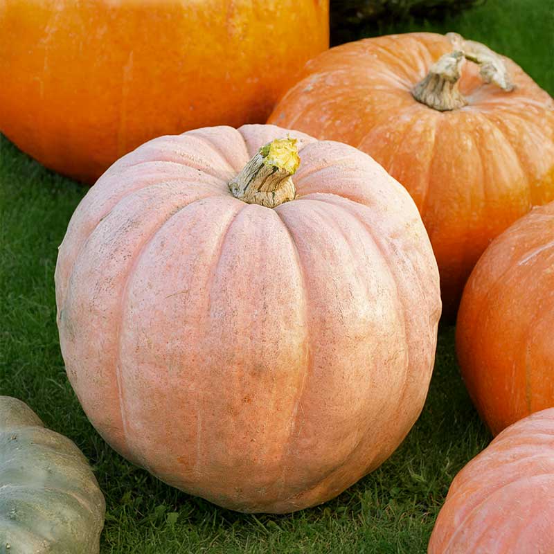 Jättepumpa 'Pacific giant'