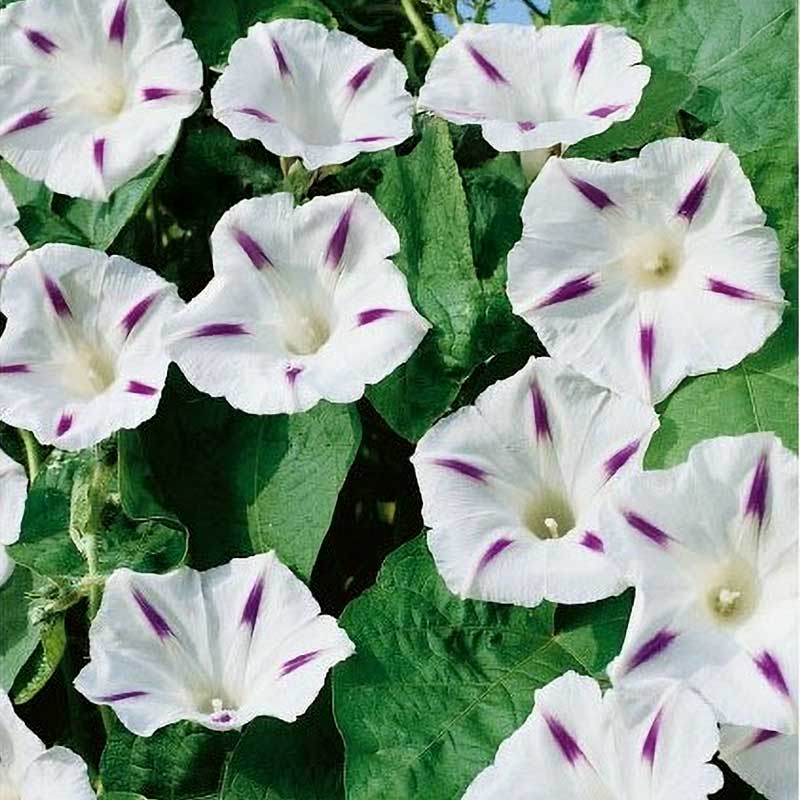 Purpurvinda 'Milky way'