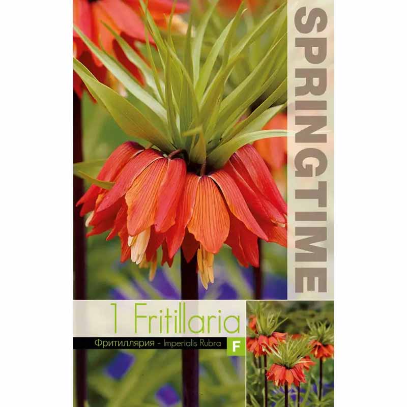 Röd Kejsarkrona 'Rubra'