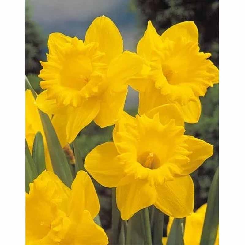 Påsklilja 'Dutch Master'