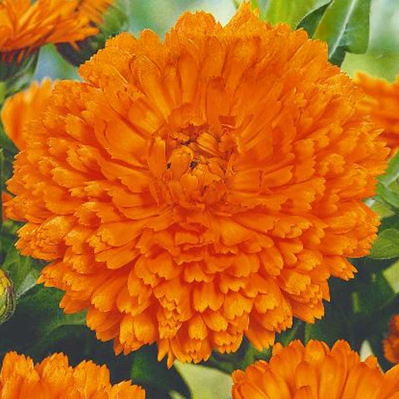 Ringblomma 'Orange gitana'