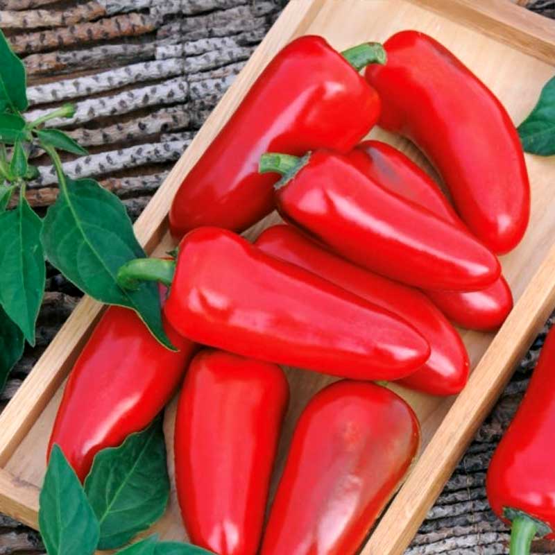 Chilipeppar 'Jalapeno M'